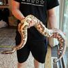 Goldeneye Albino Het T- Blood Python