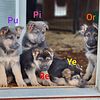 AKC German Shepherd Puppies