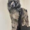 Flashy Standard poodle female 