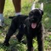 Giant Schnauzer looking for their forever home