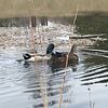 Breeding Pair Rouen/Mallard Cross Ducks