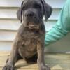 Blue Brindle/Formentino Cane Corso Pups