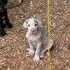 Male Great Dane Puppies