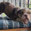 Female English Bulldog Chocolate Merle Tri