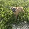 Female puppy 2