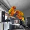 Sun Conure Breeding Pair