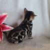 Ready Now TICA Bengal Kittens