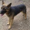 Sunday Special Only HouseBroken Year Old Or 11 Month Old German Shepherd