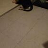 Full blooded German shepherd puppy