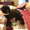 Black Toy poodle with auburn highlights