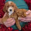 Mini Petite Goldendoodle Frankie