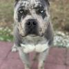 XL Merle American bully