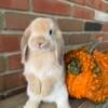 Orange Holland Lop Buck