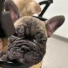Puppies French bulldog 
