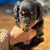 Full blooded daschund puppies 