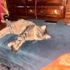 Siberian domestic long hair mix