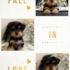 Yorkie puppies available 