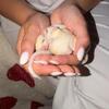 Sugar Glider – Sweet Babies Looking for Loving Homes 🐾