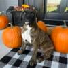 Boxer female AKC