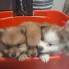 Pomeranian Christmas
