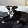 Pure Breed Boston Terrier For Sale!