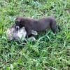 Beautiful Blue fawn/Gator pit puppies