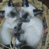 Siamese kittens 