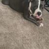 Looking for a new home , American bully