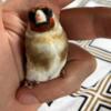 European goldfinch for sale