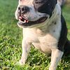 American Bully open for stud