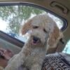 Male Toy Poodle needs a Furever Home 