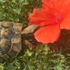 Female Hermann Tortoise