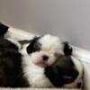 Shih Tzu puppies for sale  Born 7.24.2024