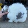 Mini Lop Bucks For Sale