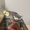 Cockatiels with Cage