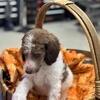 Moyen Parti Poodles 