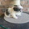 ckc Shihtzu will come with their shot record 8 week old male & femaler