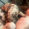 Micro pups - MERLE  gene