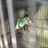 Hagoromos parakeets/ budgies