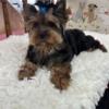 Yorkie Male For Sale