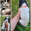 Purebred English Setter Puppies