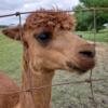 Alpaca male for sale, medium fawn, for experienced alpaca owner ONLY, 11 years old, halter broke.