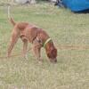 Redtick Coonhound Diego looking for a home