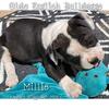 9 week old Female, Olde English Bulldogge Puppy