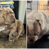 Bully exotic puppies chocolate lilac tri