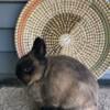 Netherland Dwarf Siamese Sable