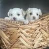 Maltese purebred male & female