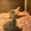 Goslings- mixed breed flock