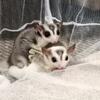 2 male sugar gligers bonded pair