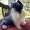 Flat faced Tuxedo Persian Kitten - adorable!